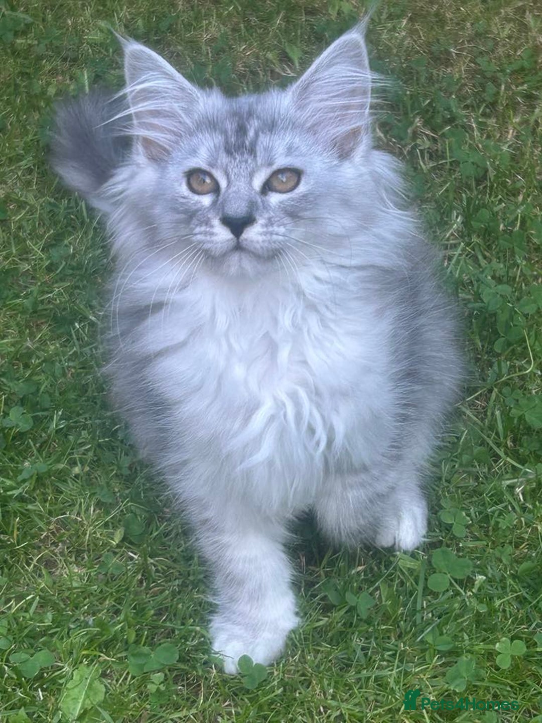 Maine Coon cats for sale: Main Coon kittens for sale - Image 1