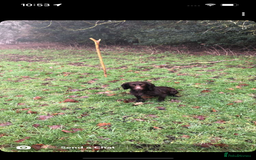 Cocker Spaniel dogs for sale: 2 Gorgeous Chocolate Cocker Dog Pups For Sale! - Image 9