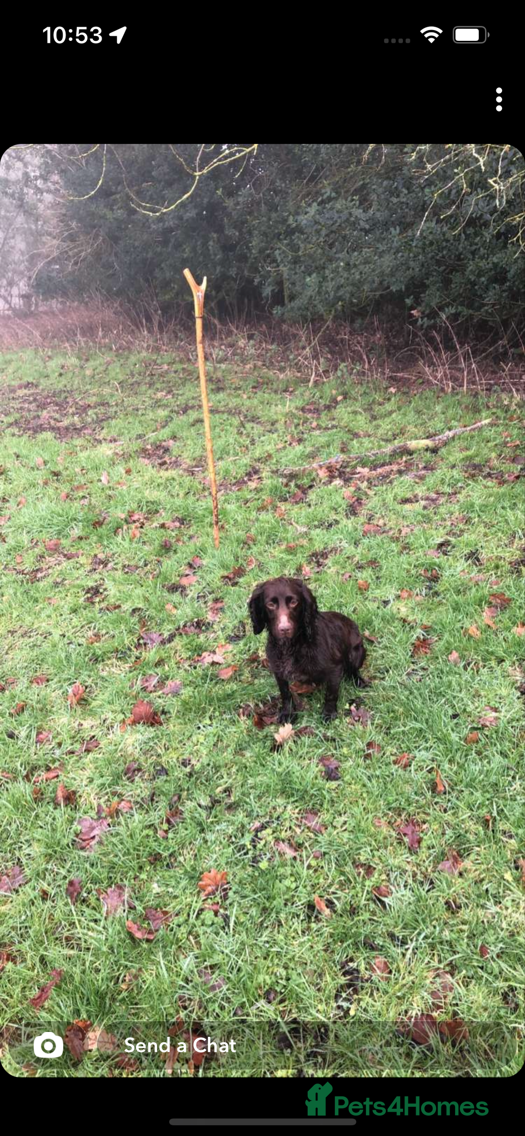 Cocker Spaniel dogs for sale: 2 Gorgeous Chocolate Cocker Dog Pups For Sale! - Image 9