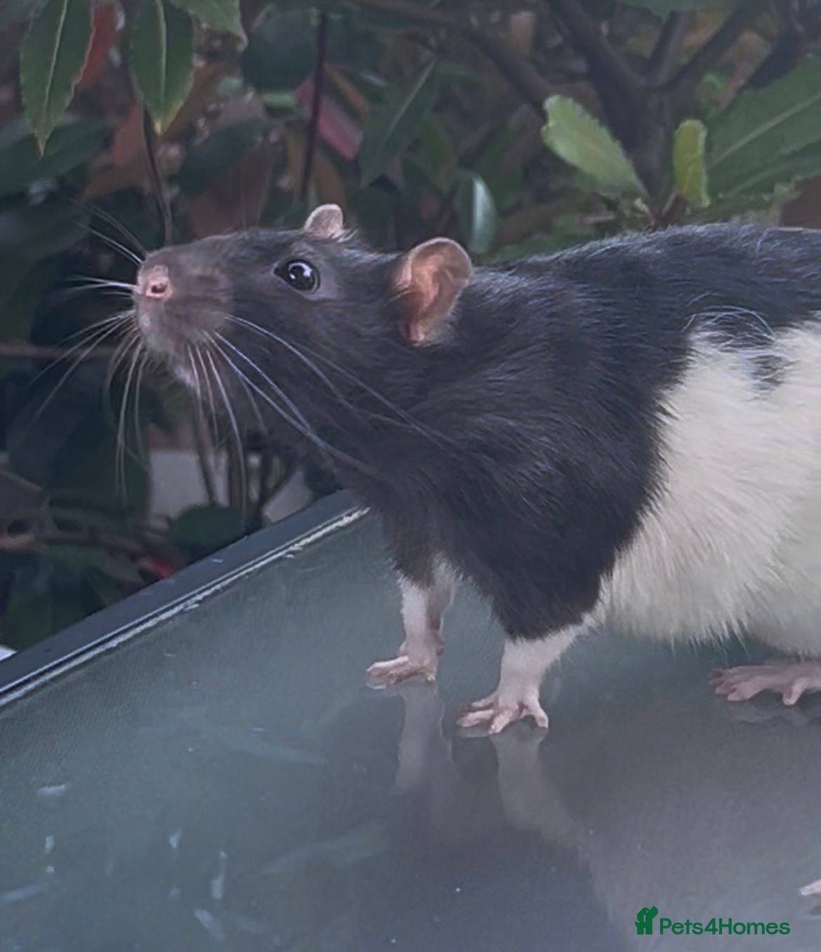 Rat rodents A perfect little boy rat  - Advert 1