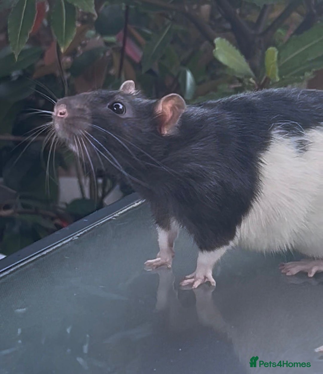 Rat rodents for sale: A perfect little boy rat  - Advert 1