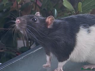 Rat rodents A perfect little boy rat - Advert 1