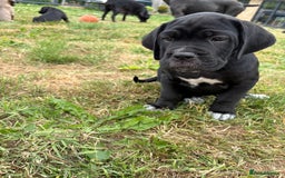 Cane Corso dogs for sale: Beautiful cane Corso puppies  - Image 11