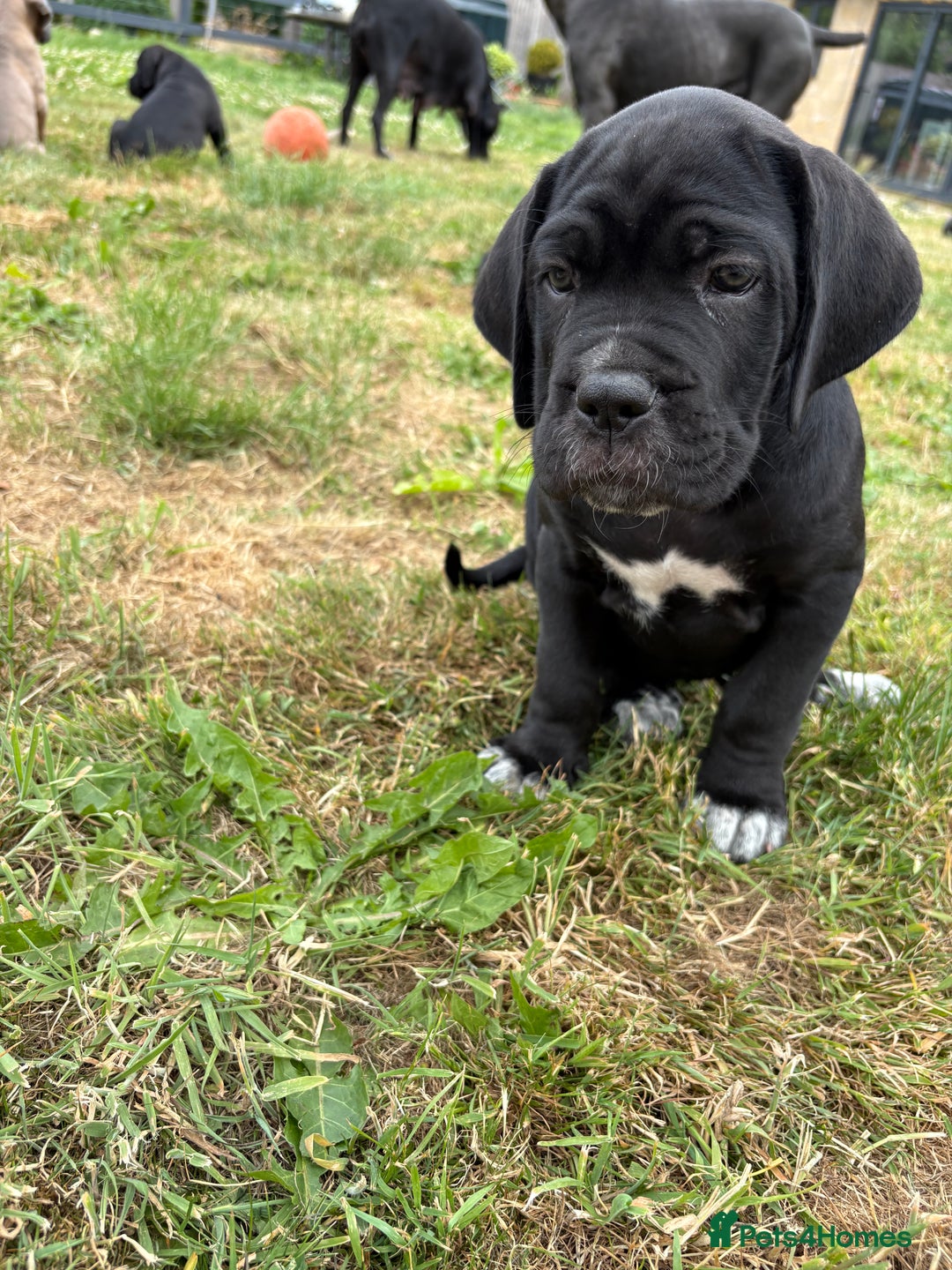 Cane Corso dogs for sale: Beautiful cane Corso puppies  - Image 11