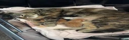 Domestic Shorthair cats for sale: 🐾 Adorable Kittens Ready for Loving Homes - Advert 11