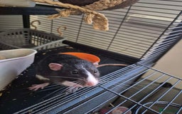 Rat rodents for sale: 2 male dumbo rats need rehoming!! - Image 6