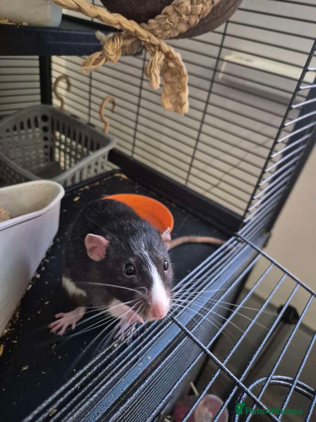 Rat rodents for sale: 2 male dumbo rats need rehoming!! - Image 6