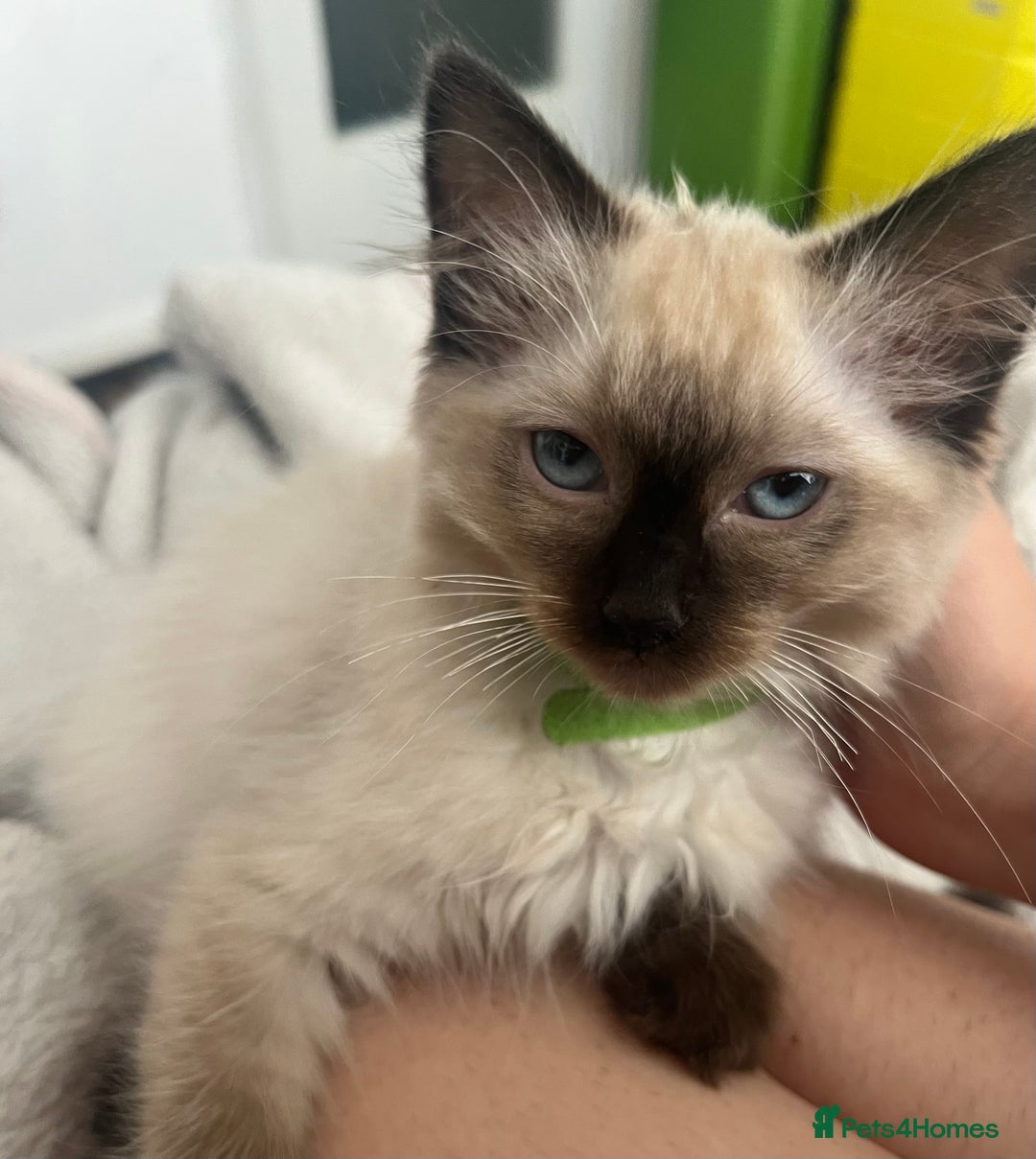 Ragdoll cats for sale: 1 LOVING RAGDOLL BOY is WAITING FOR LOVING HOME - Image 10