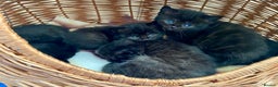 British Shorthair cats for sale: British shorthair black cross kittens  - Advert 8