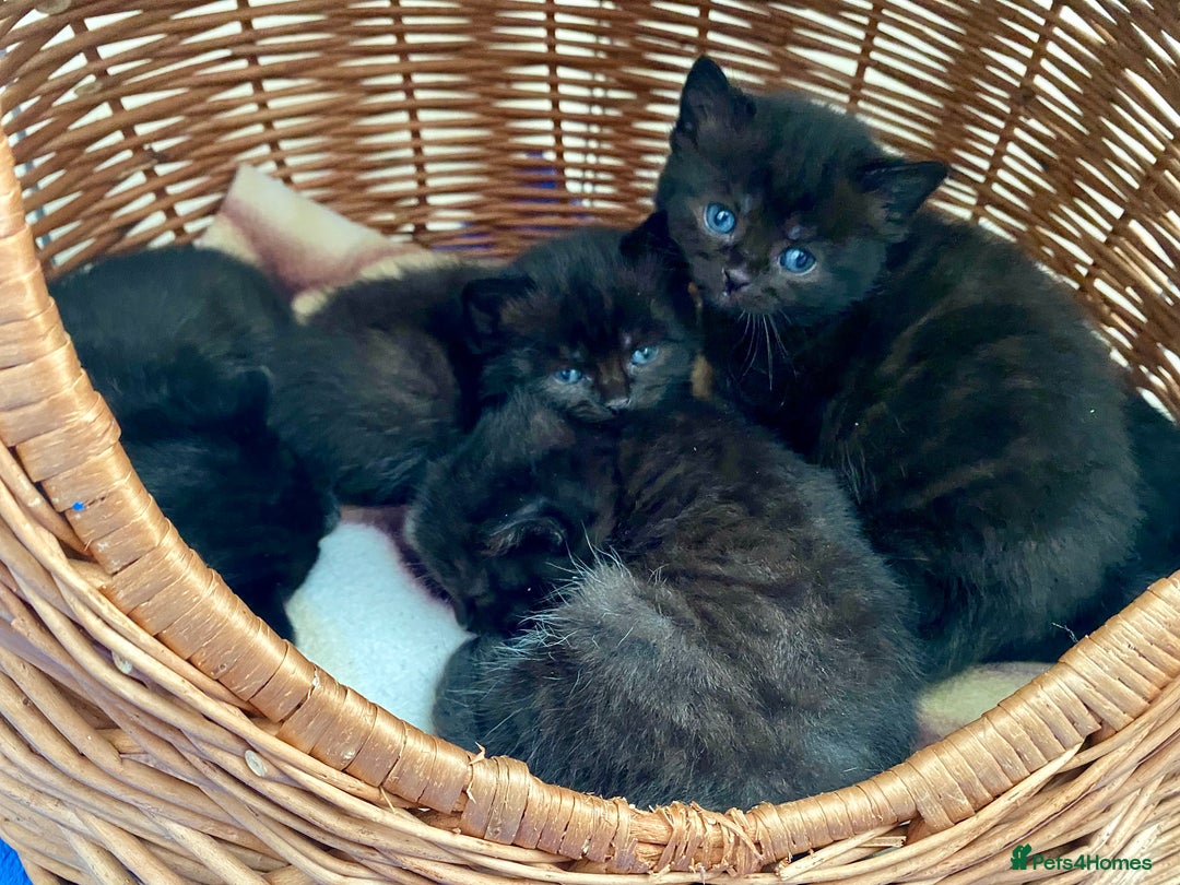 British Shorthair cats for sale: British shorthair black cross kittens  - Advert 8