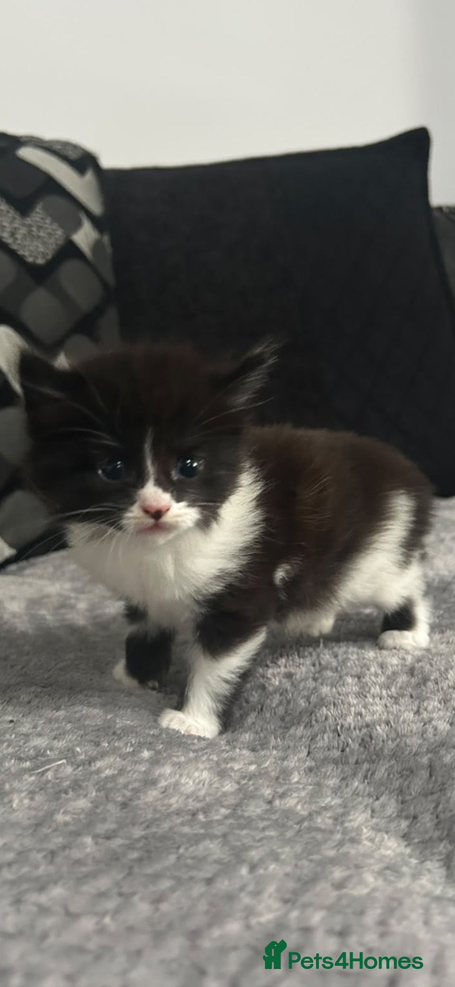 Mixed Breed cats 5 gorgeous black and white kittens - Advert 1