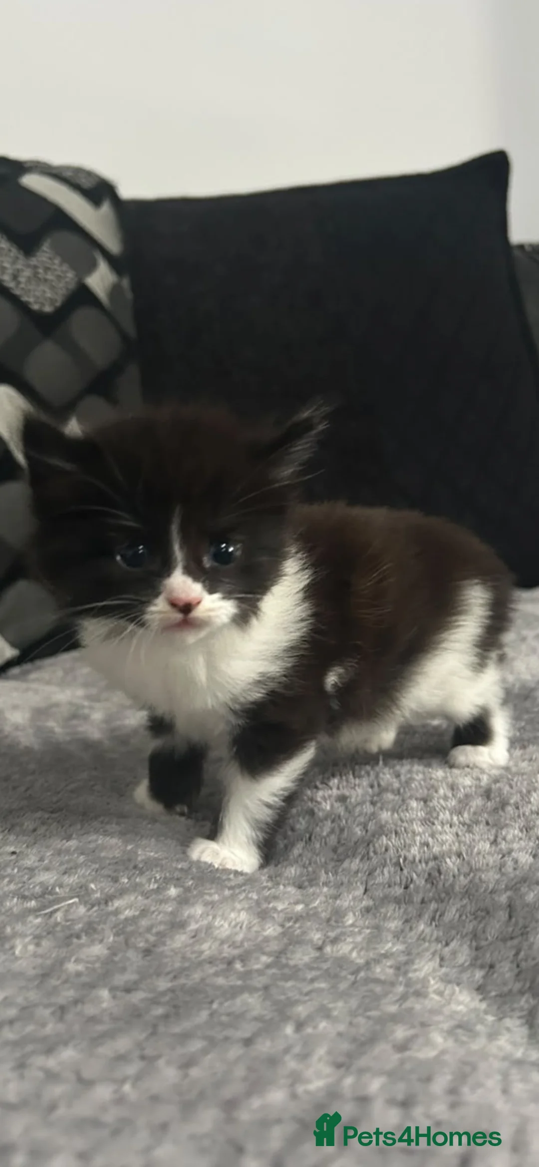 Mixed Breed cats for sale: 5 gorgeous black and white kittens - Advert 1