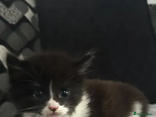 Mixed Breed cats 5 gorgeous black and white kittens - Advert 1