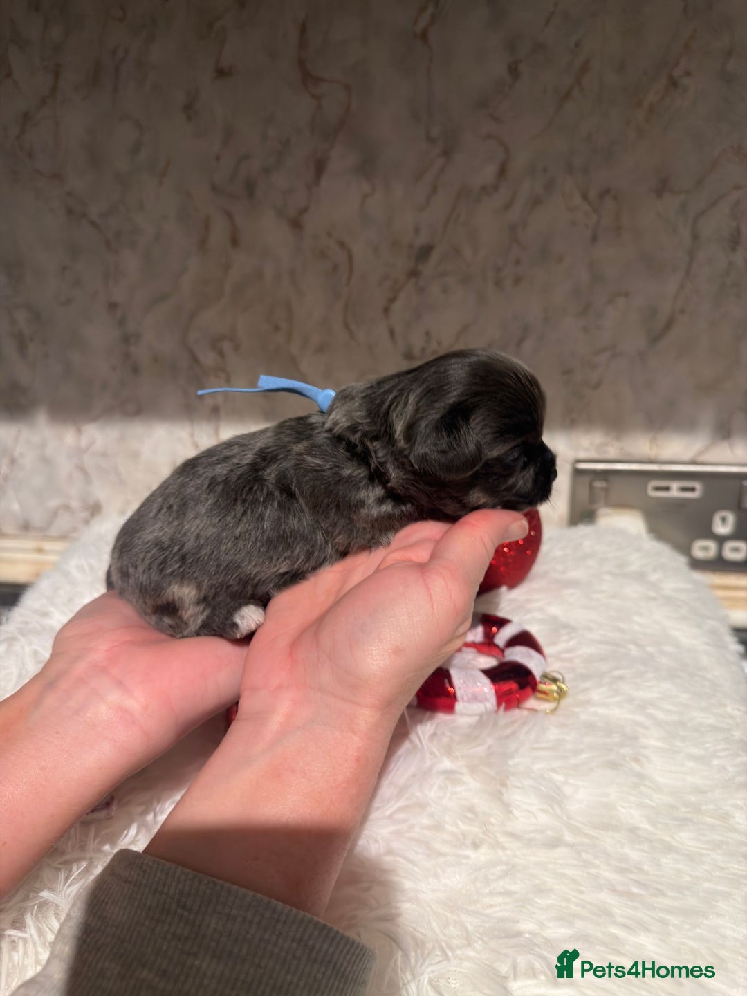 Chihuahua dogs for sale: Chihuahua pups - Advert 10