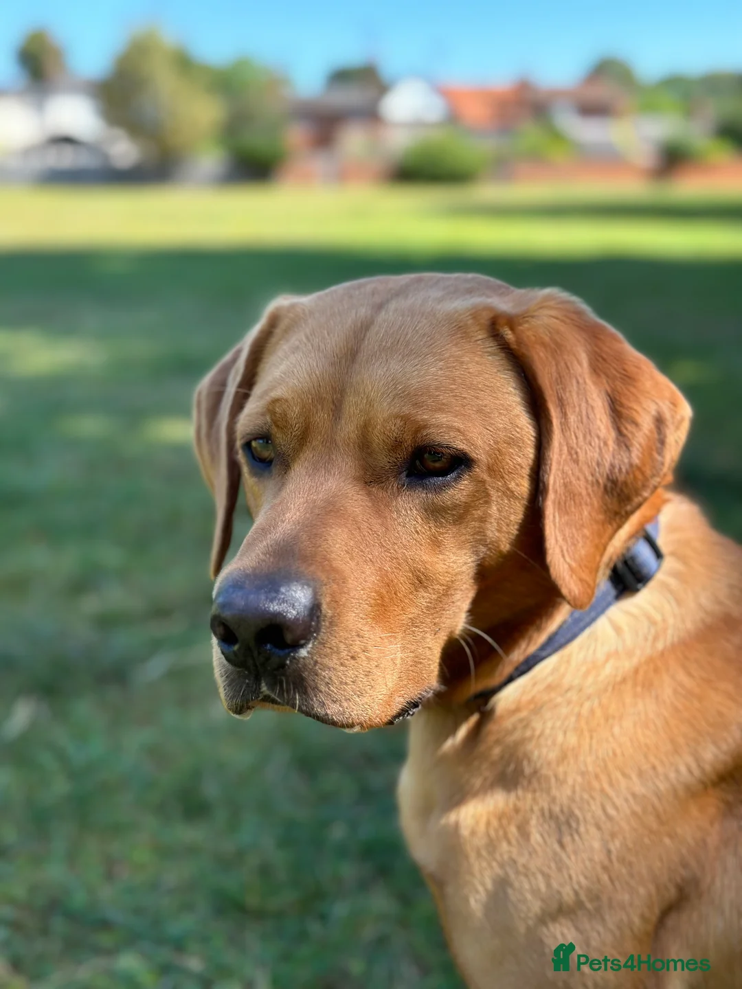 Labrador Retriever dogs for stud: 3 year old Fox Red Labrador Stud KC Registered  in Henley-on-Thames - Advert 7