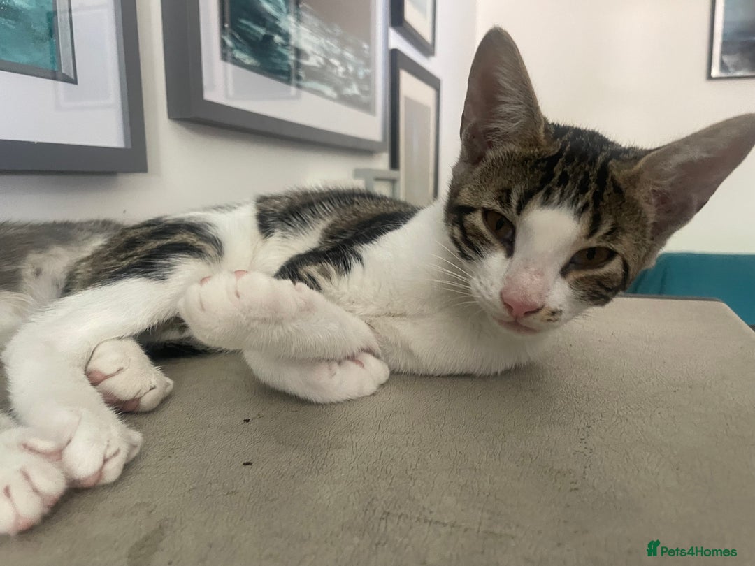 Bengal cats for sale: Two Bengal Cross kittens male and female - Image 3