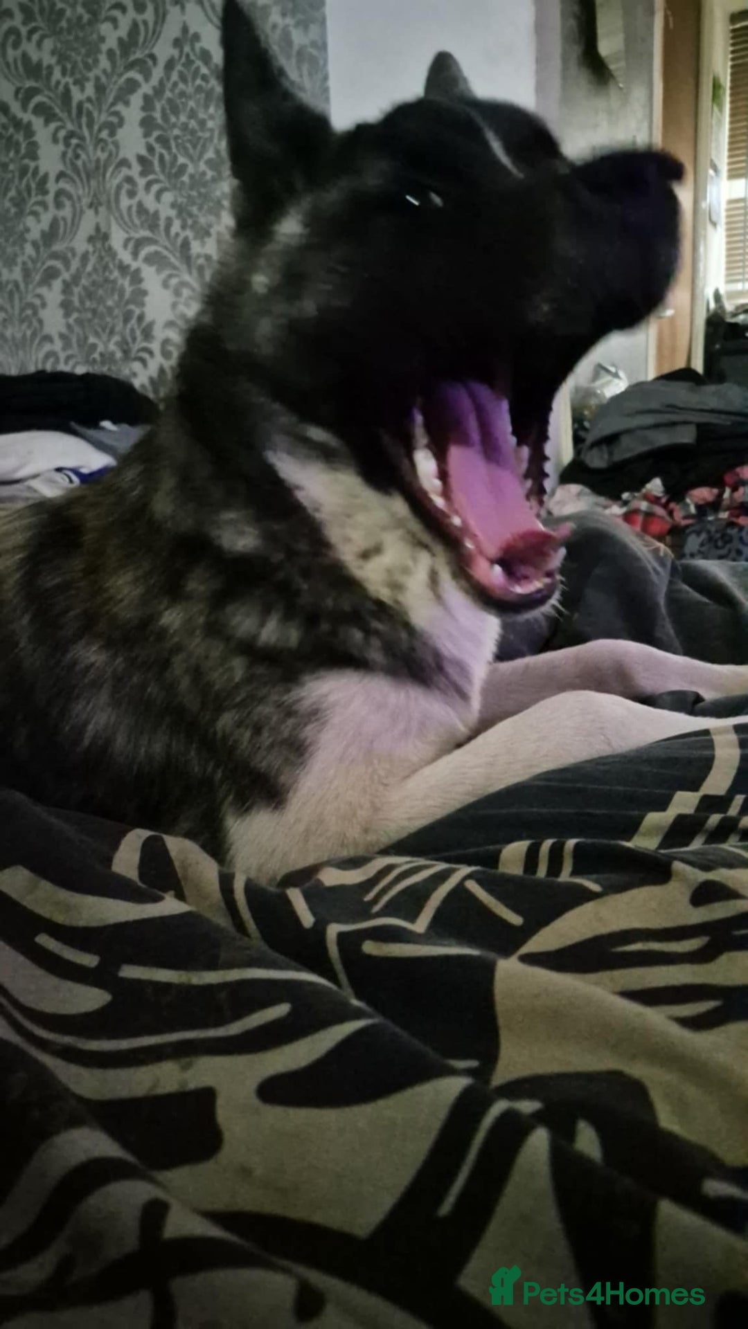 Akita dogs for sale: ‼️NO TIME WASTERS‼️ - Advert 1