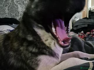 Akita dogs ‼️NO TIME WASTERS‼️ - Advert 5