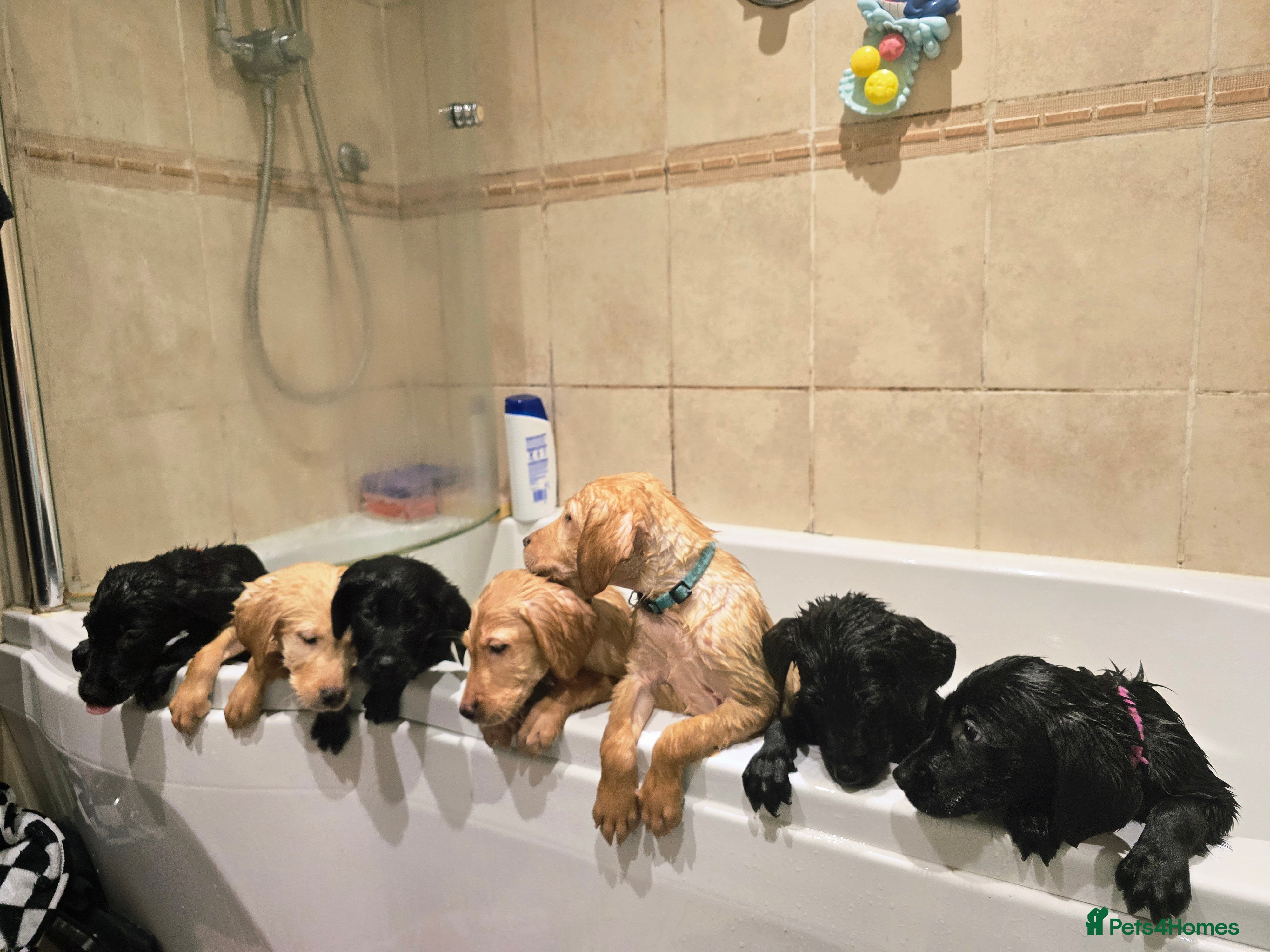 Labrador Retriever dogs Beautiful labrador retriever puppies  - Advert 2