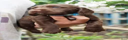 Sprocker dogs for sale: Joyful Sprocker Puppies for Sale - Advert 8