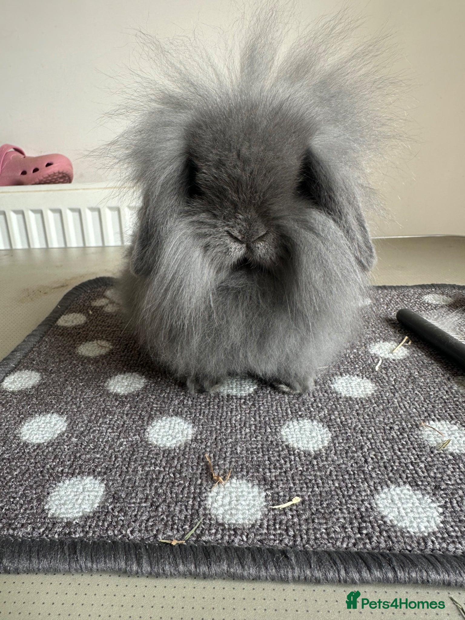 Mini Lion Lop rabbits 4 mini lion lops and a lionhead  - Advert 2