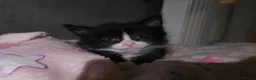 Domestic Shorthair cats for sale: Sweet little kittens looking new homes - Advert 6