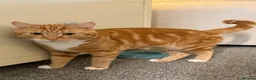 Mixed Breed cats for stud: Simba  - Advert 2