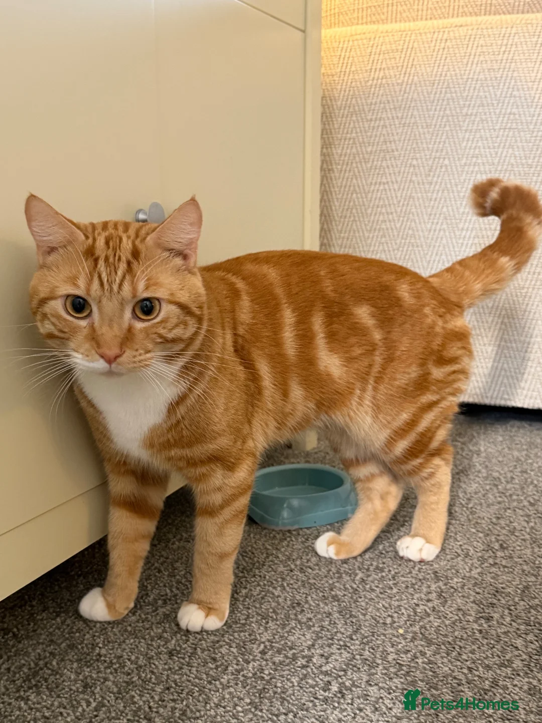 Mixed Breed cats for stud: Simba  - Advert 2