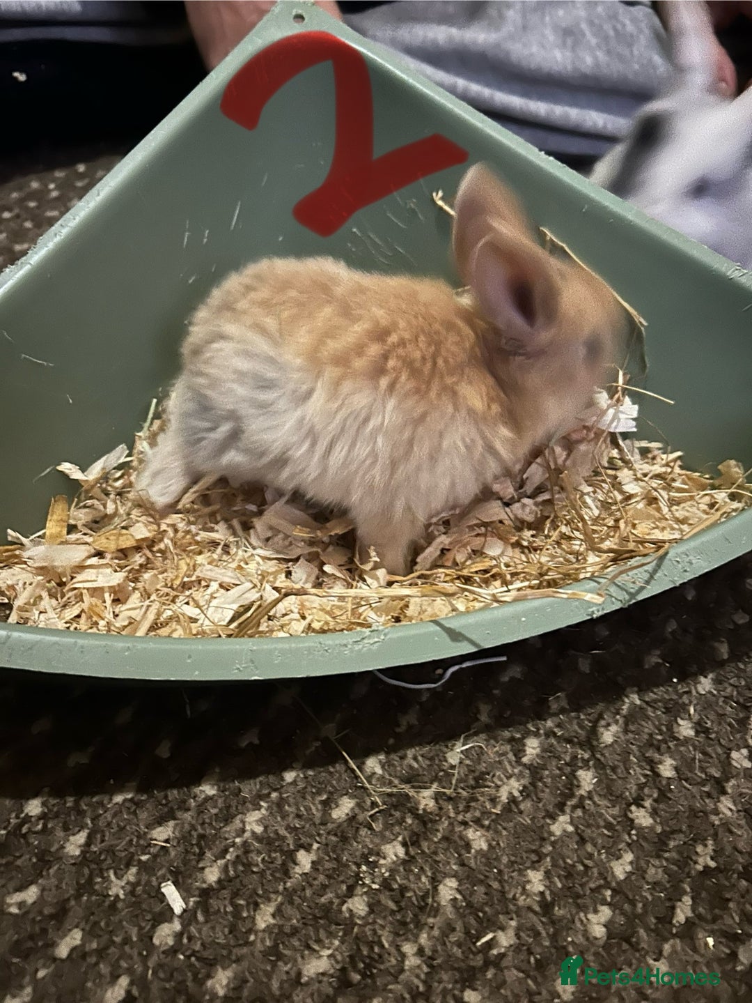 Mixed Breed rabbits for sale: Bunnies for sale  - Advert 4
