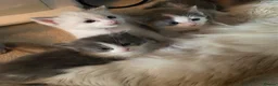 Ragdoll cats for sale: Ragdoll Cross Kittens Looking for Forever Home - Advert 6