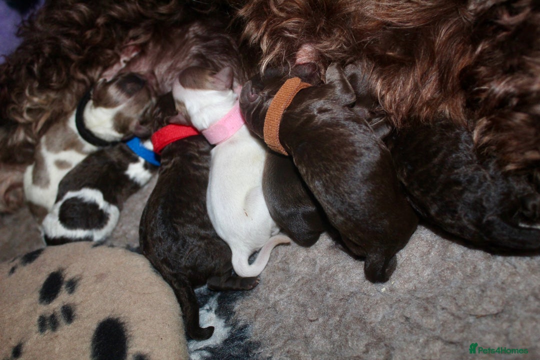 Cockapoo dogs for sale: Waiting list health tested American cockerpoos - Image 20
