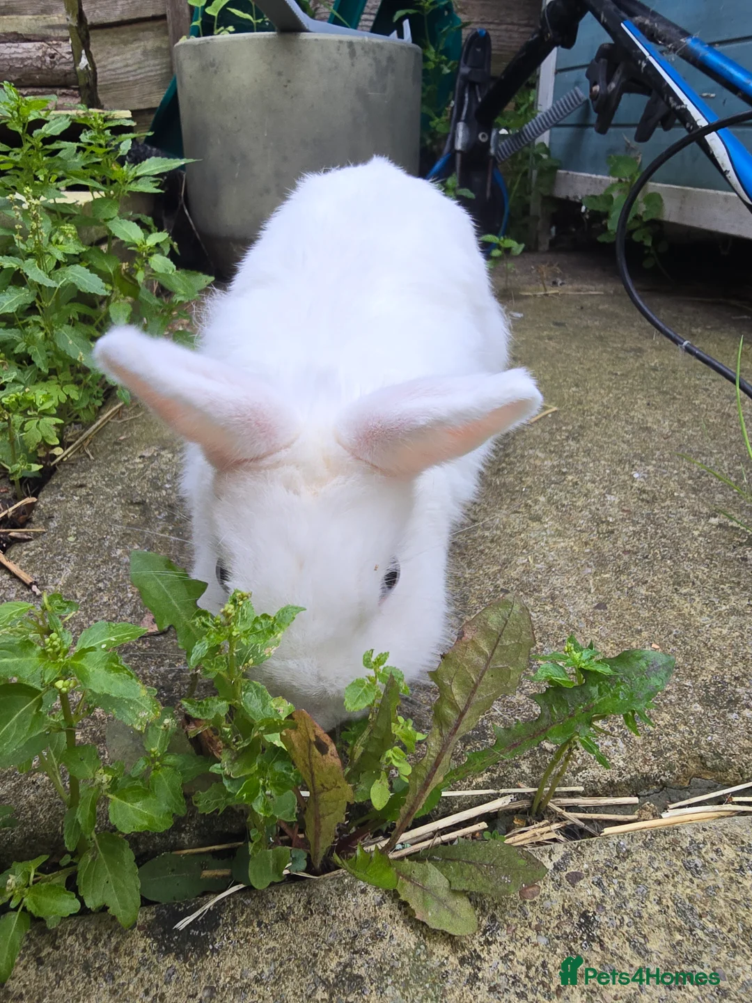 Netherland Dwarf rabbits for sale: Netherland Dwarf Rabbits - Male and Female  in Southsea - Advert 2