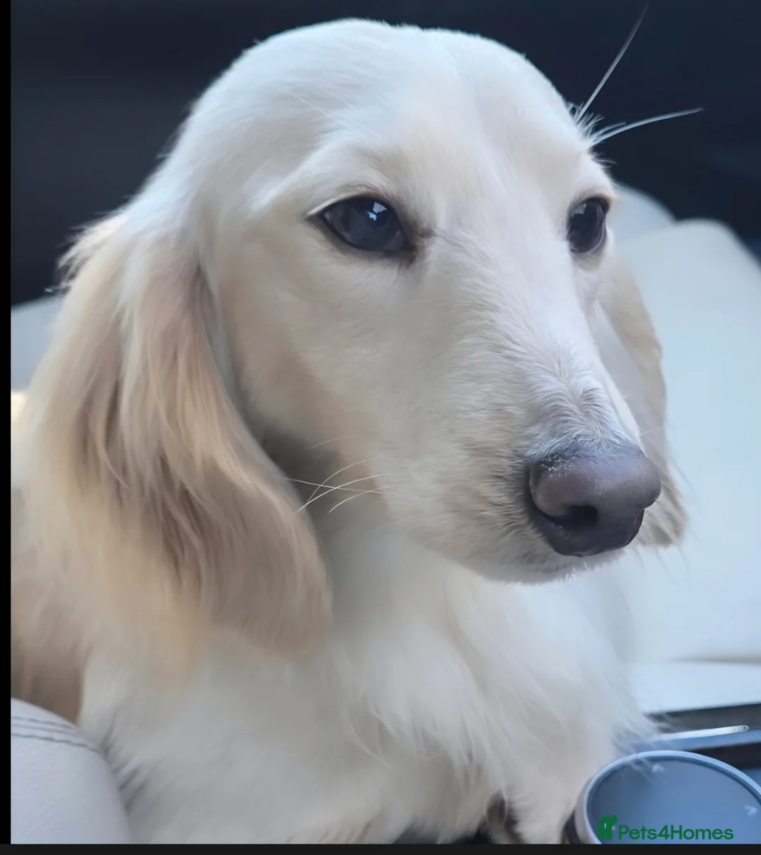 Miniature Dachshund dogs for stud: ⭐️KC ONE OF A KIND ee/ii CREAM MINI DACHSHUND⭐️ - Advert 2