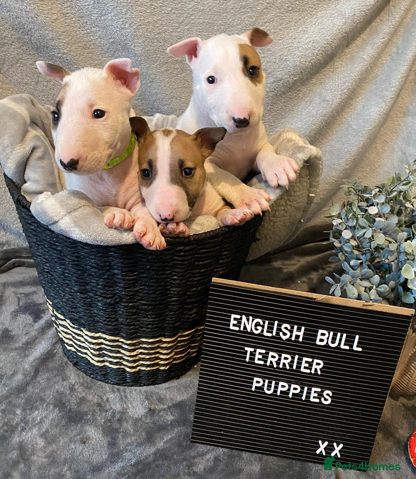 English Bull Terrier dogs 🐶 KC Registered English Bull Terrier Puppies 🐶 - Advert 2