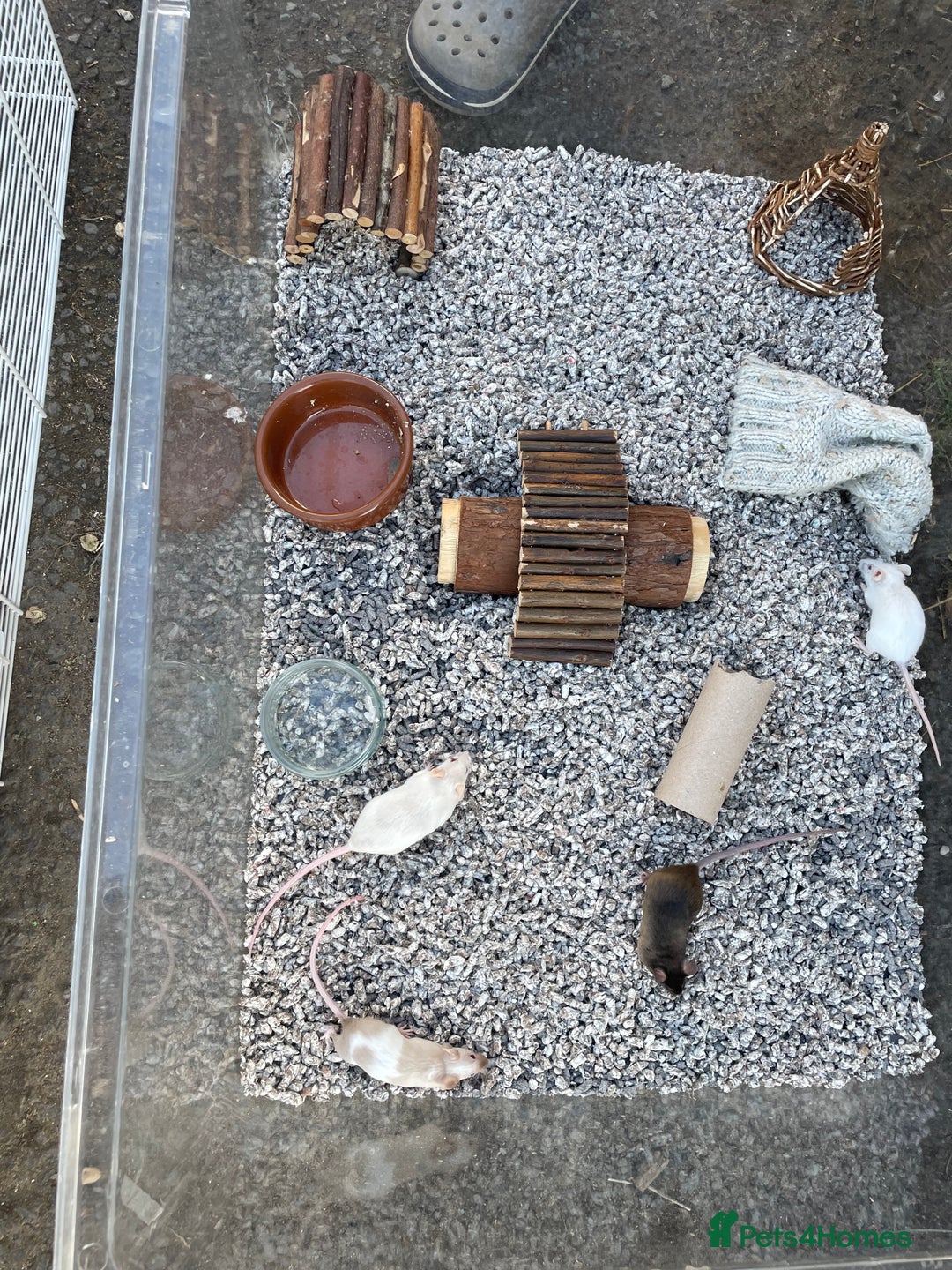 Mouse rodents for sale: Four female mice along with their cage etc. - Image 2