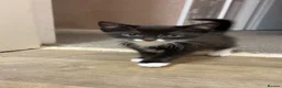 Mixed Breed cats for sale: 2 gorgeous male kittens looking for forever home - Advert 6