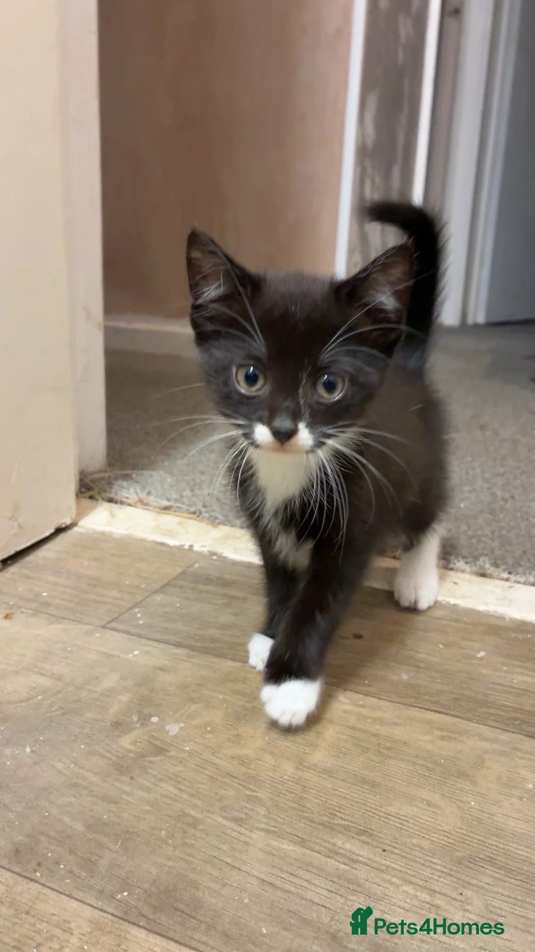 Mixed Breed cats for sale: 2 gorgeous male kittens looking for forever home - Advert 6