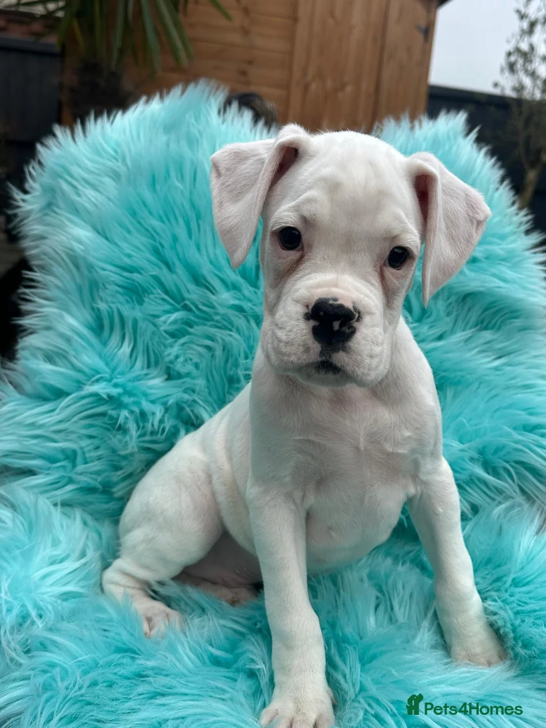 Boxer dogs for sale: Kc registered boxers - Advert 10