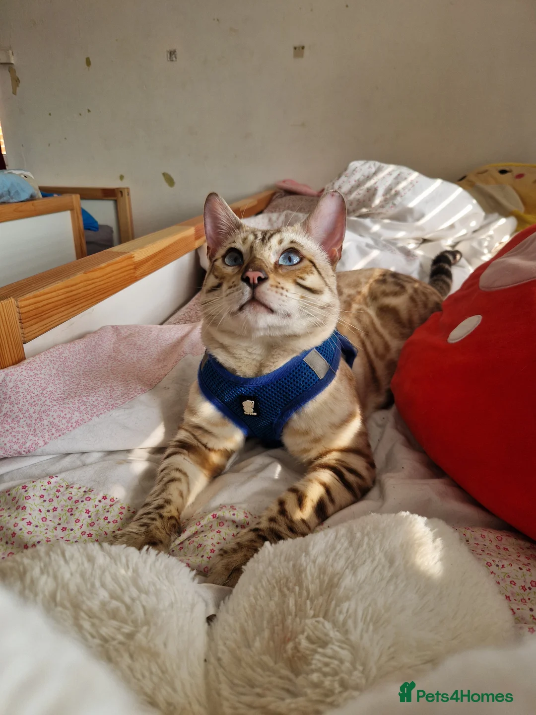 Bengal cats for stud: Proven Snow Bengal for studd in Southampton - Advert 20
