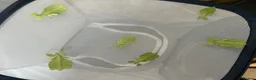 Stick Insects invertebrates for sale: 6 × C. limogesi Leaf Insects - £25 Group in London - Advert 1