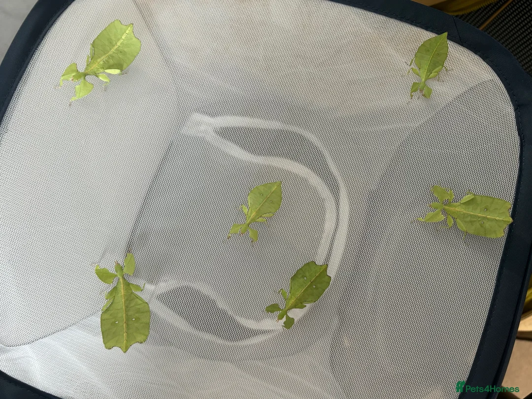 Stick Insects invertebrates for sale: 6 × C. limogesi Leaf Insects - £25 Group in London - Advert 1