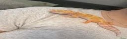 Leopard Gecko reptiles for sale: 🦎 Rainwater Albino Leopard Gecko in Harlow - Advert 4