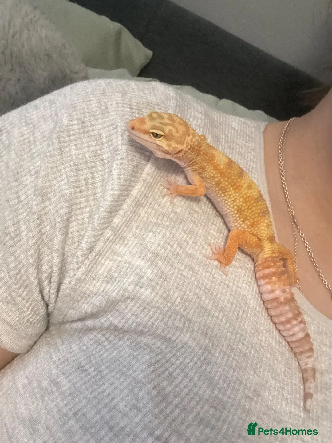 Leopard Gecko reptiles for sale: 🦎 Rainwater Albino Leopard Gecko in Harlow - Advert 4