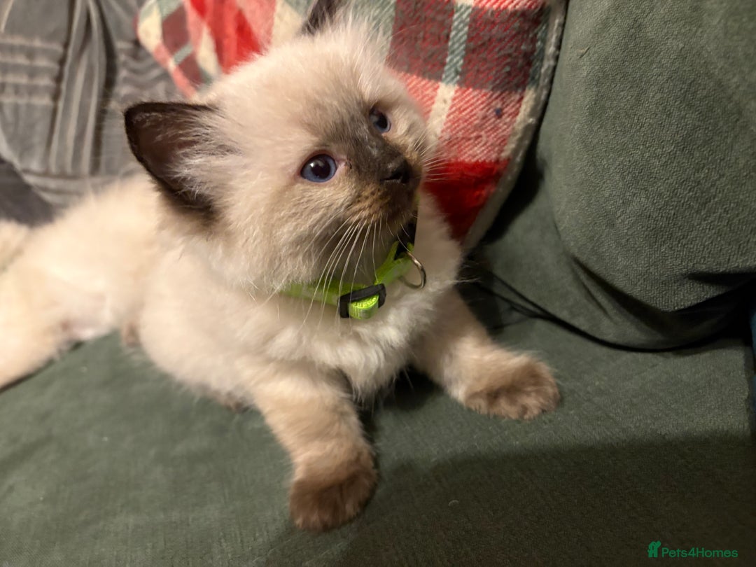 Ragdoll cats for sale: Beautiful Ragdoll Kittens 2 boys 2 girls 😍 - Advert 11