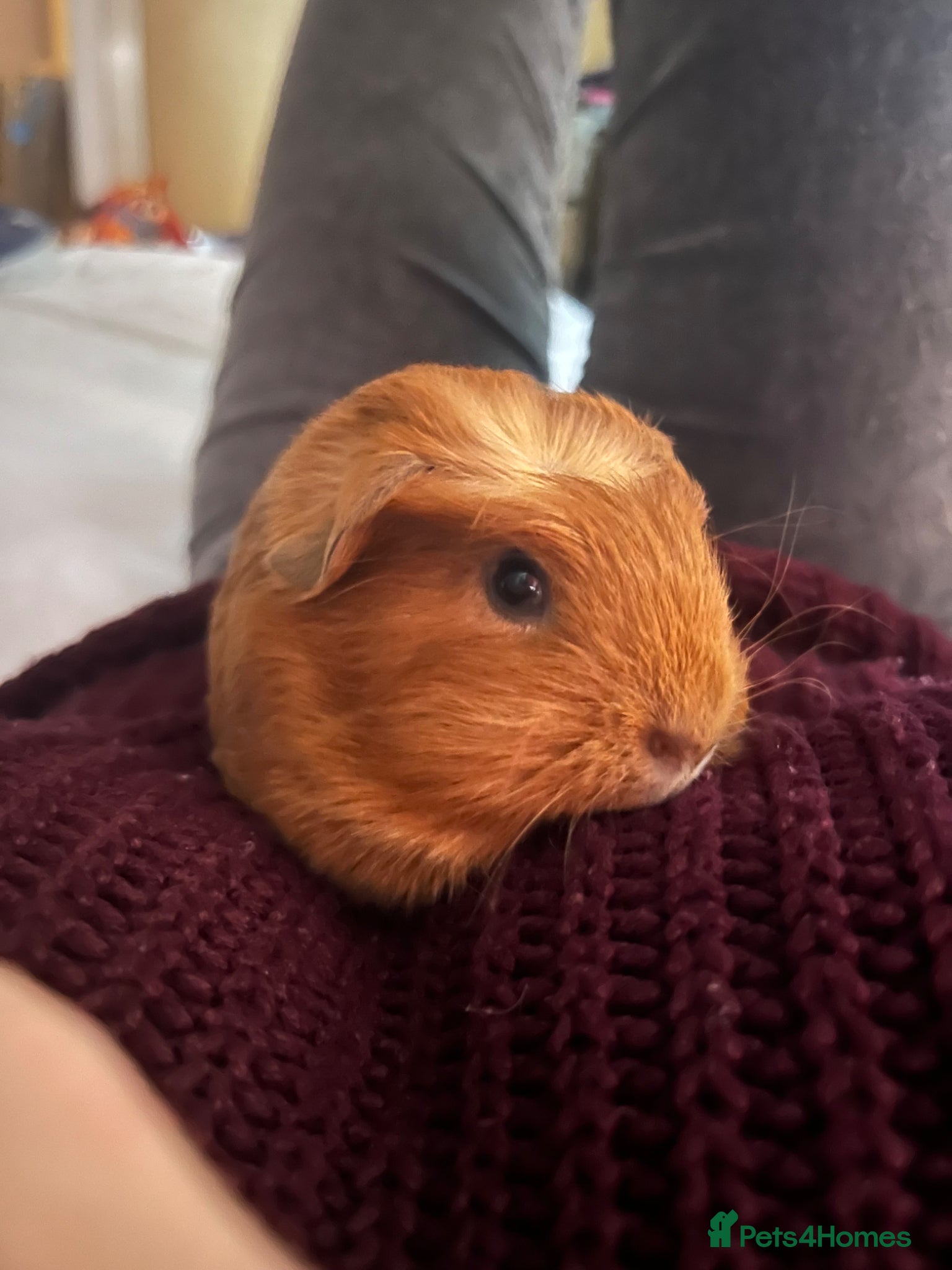 Guinea Pig rodents Male Guinea Pig - Advert 17