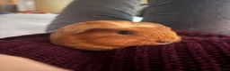 Guinea Pig rodents for sale: Female & Male Guinea Pig - Advert 7