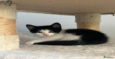 Mixed Breed cats - Advert 11
