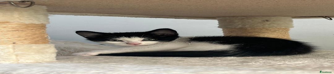 Mixed Breed Kitten 3