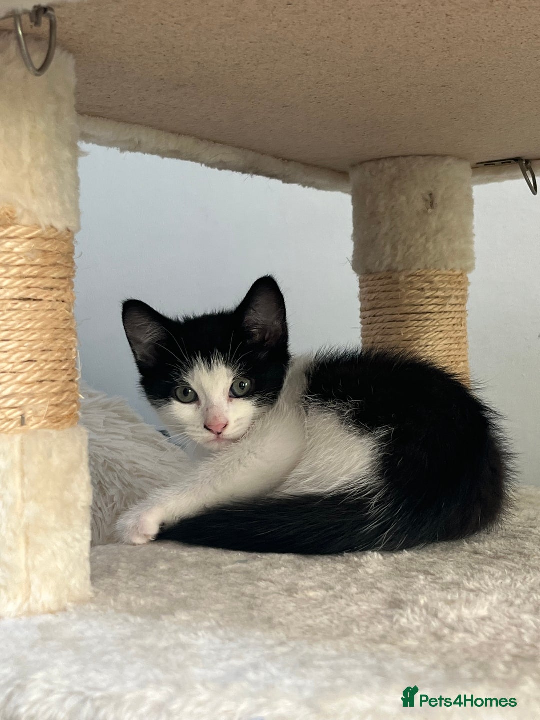 Mixed Breed cats for sale: Cuties looking for loving families - Image 3