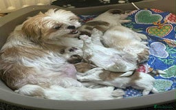 Shih Tzu dogs for sale: Five Adorable Puppies Looking for Loving Families - Image 4